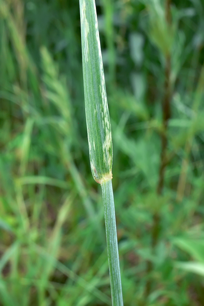 Image of Elytrigia repens specimen.