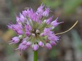 Allium cretaceum. Соцветие. Татарстан, Ютазинский р-н, остепнённый склон. 11.07.2015.