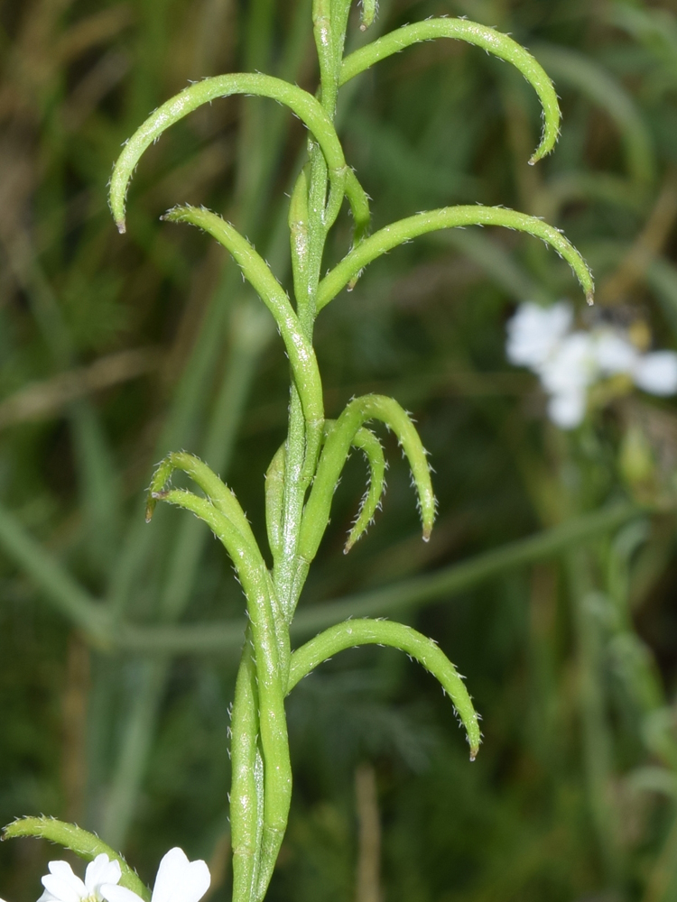 Image of Cryptospora falcata specimen.