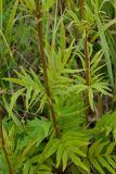 Valeriana officinalis