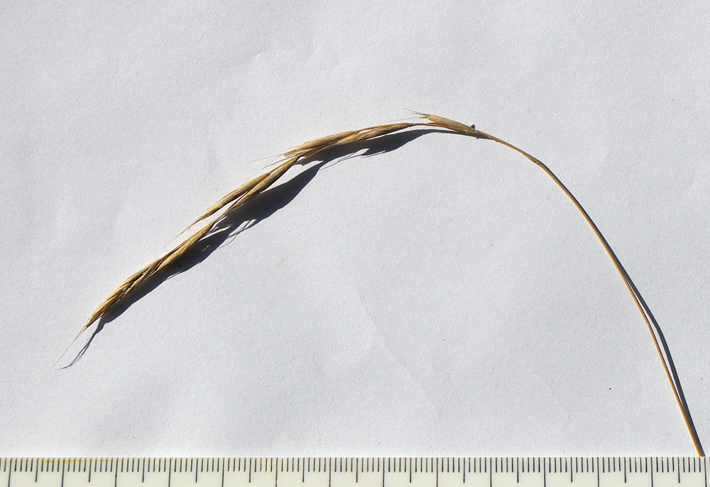 Image of Brachypodium sylvaticum specimen.