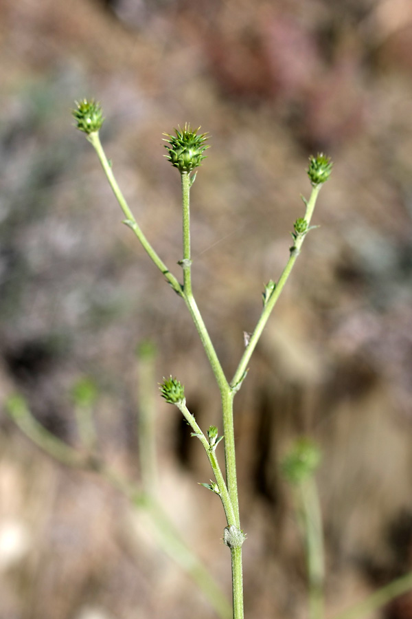 Image of Cousinia karatavica specimen.