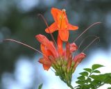 Tecomaria capensis