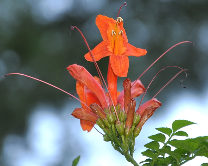 Изображение особи Tecomaria capensis.