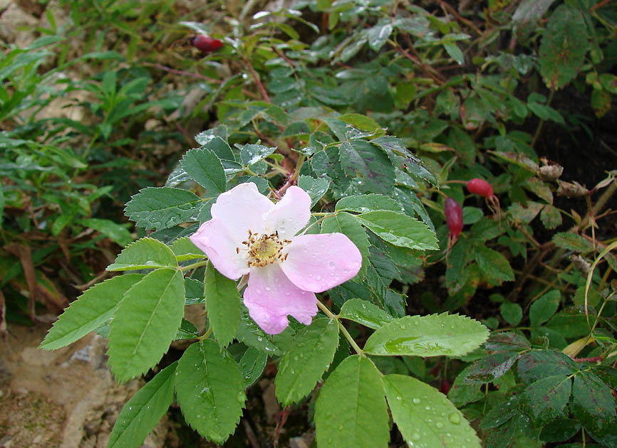 Image of Rosa acicularis specimen.