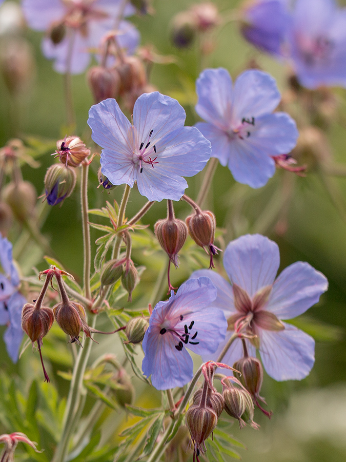 Image of Geranium kemulariae specimen.