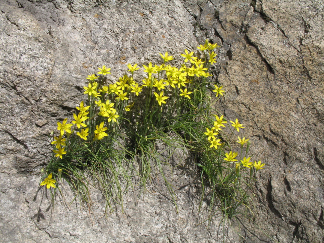 Image of Gagea tenera specimen.