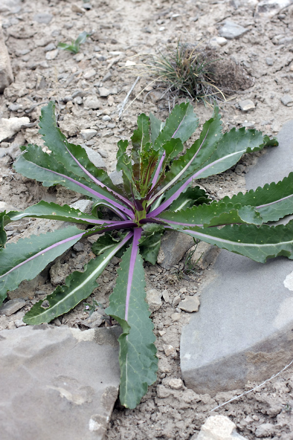 Image of Erucastrum armoracioides specimen.