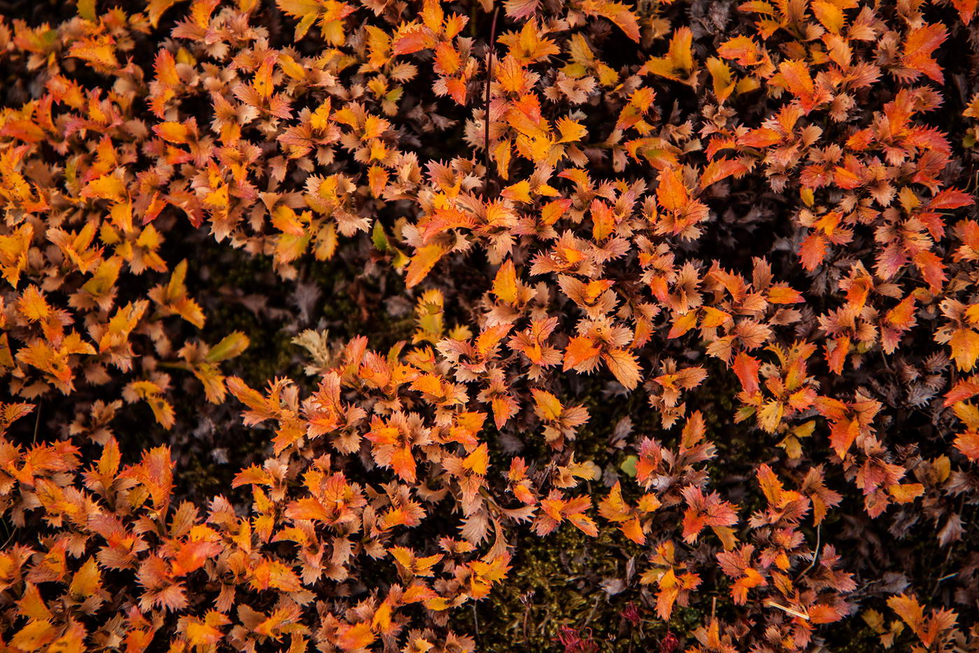 Image of Salix fimbriata specimen.