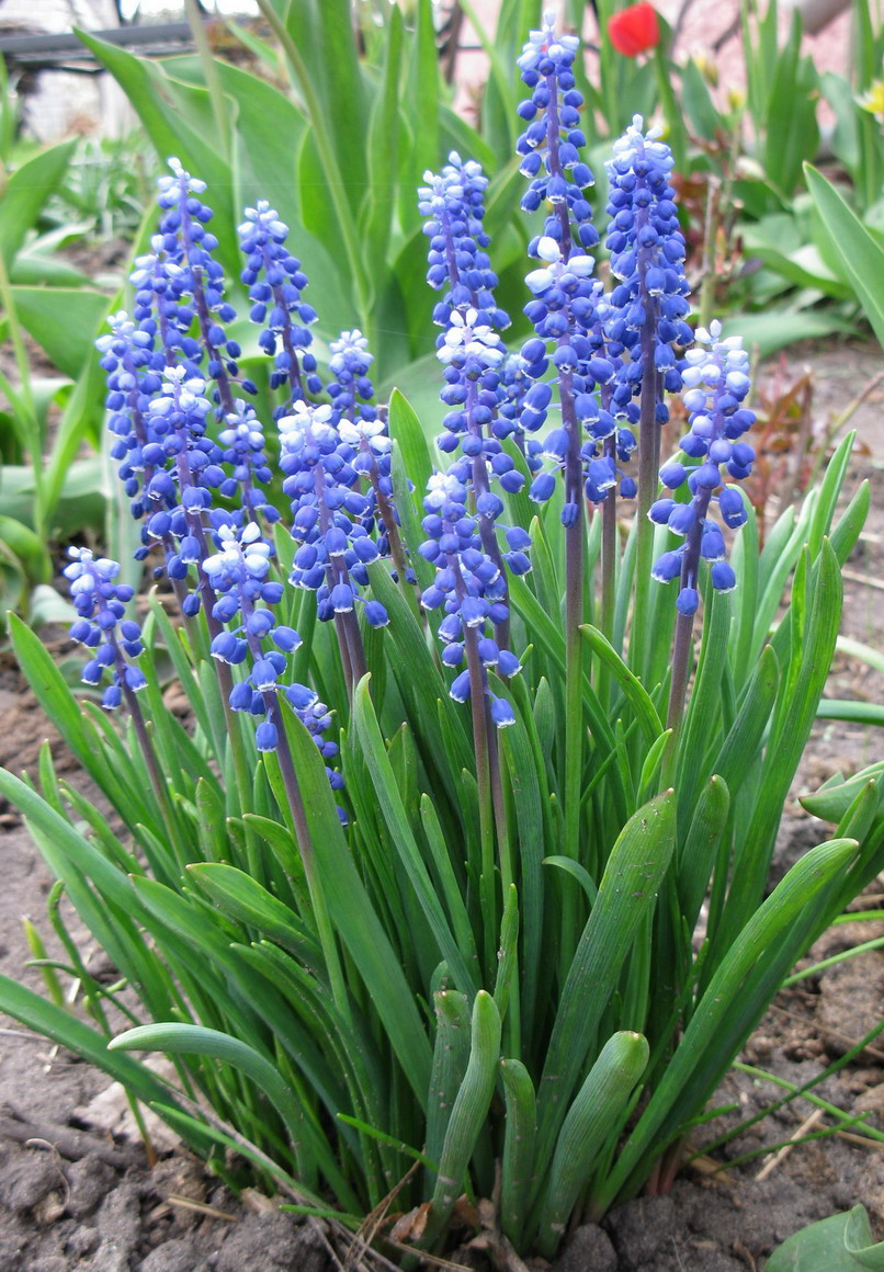 Image of Muscari botryoides specimen.