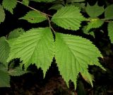 Ulmus laciniata