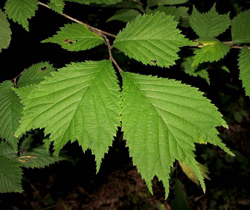 Image of Ulmus laciniata specimen.