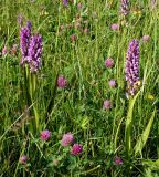 Dactylorhiza incarnata