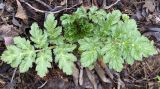 Heracleum sosnowskyi