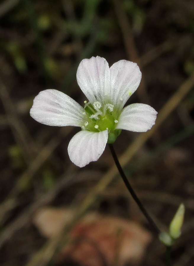 Изображение особи Holosteum marginatum.