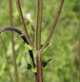 Salvia betonicifolia. Нижняя часть соцветия с боковыми веточками. Украина, г. Луганск, балка Мощинский яр, основание склона юго-вост. эксп., разнотравно-типчаково-ковыльная степь. 20.05.2016.