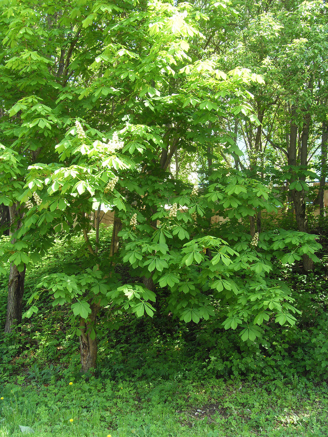 Image of Aesculus hippocastanum specimen.