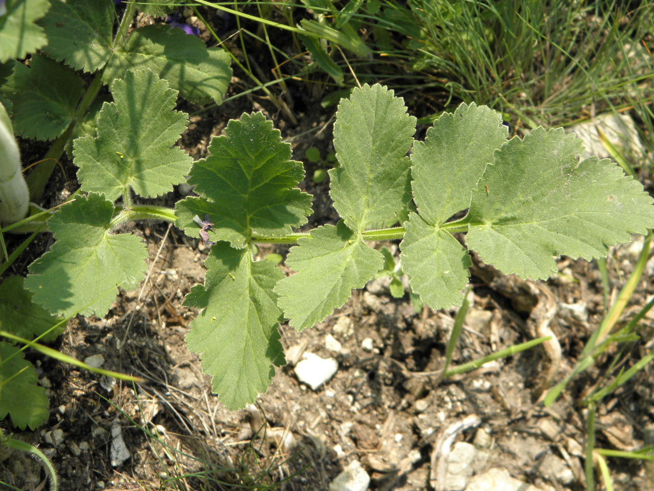 Изображение особи Pastinaca clausii.