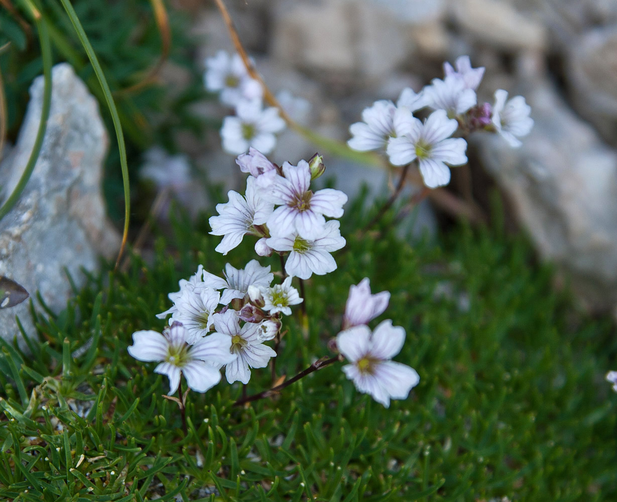 Изображение особи Gypsophila tenuifolia.