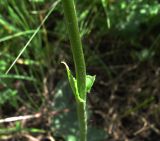 Verbascum phoeniceum. Часть побега у основания растения. Белгородская обл., Губкинский р-н, запов. «Белогорье», Ямская степь. 18 июня 2009 г.