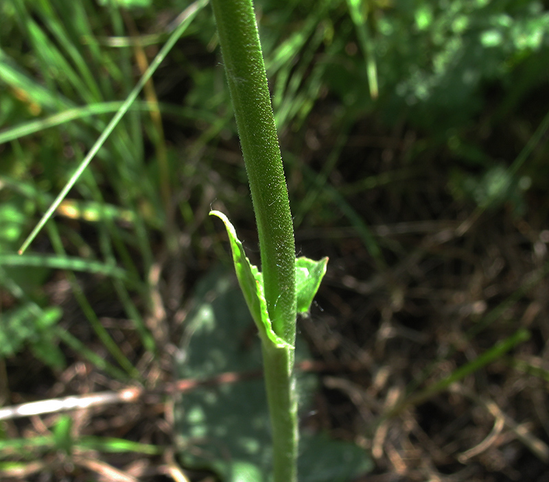 Изображение особи Verbascum phoeniceum.