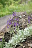 Salvia canescens
