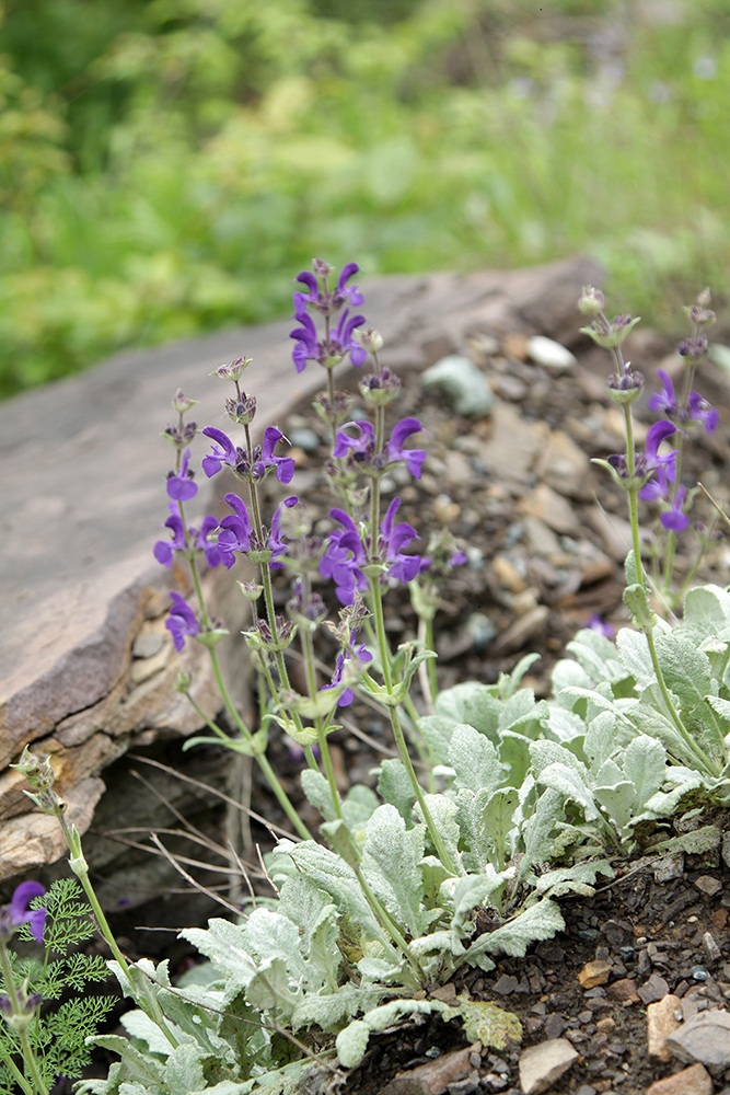 Изображение особи Salvia canescens.