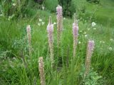 Plantago urvillei