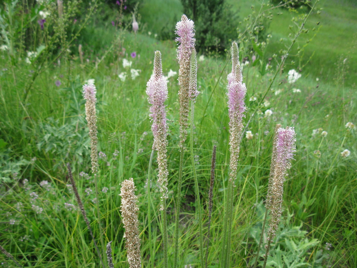 Изображение особи Plantago urvillei.