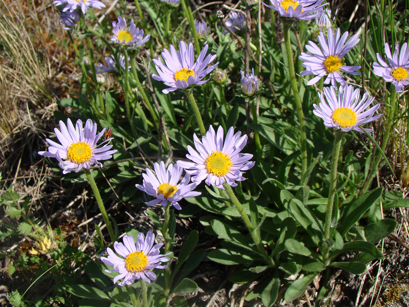 Изображение особи Aster alpinus.