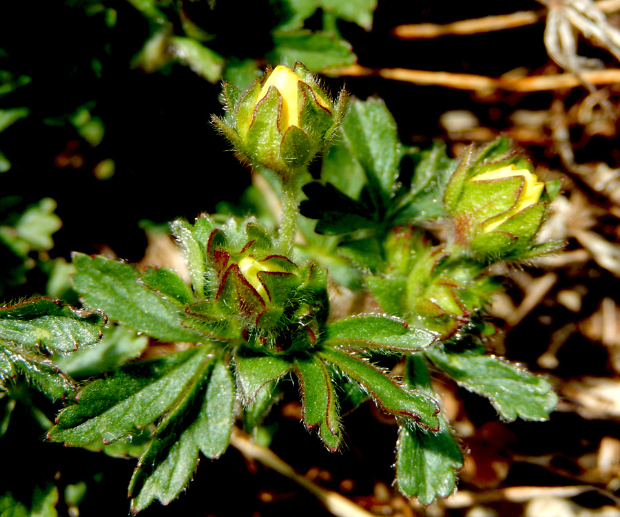 Image of Potentilla sphenophylla specimen.