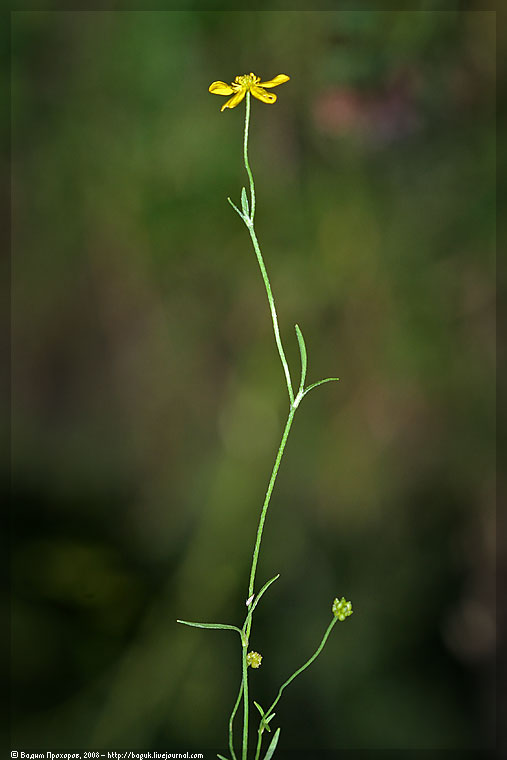 Изображение особи Ranunculus flammula.