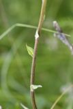 Verbascum nigrum