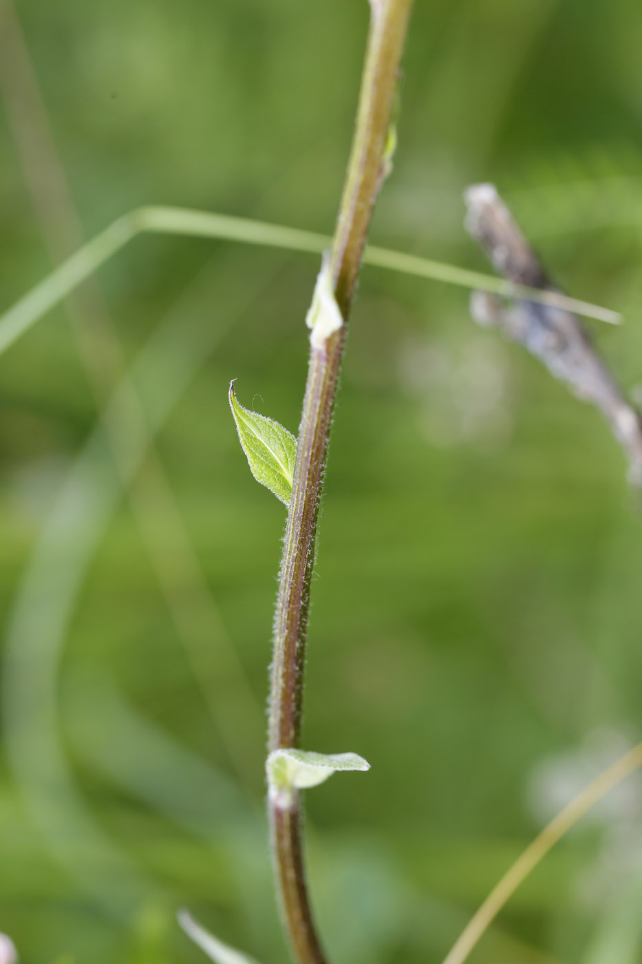 Image of Verbascum nigrum specimen.