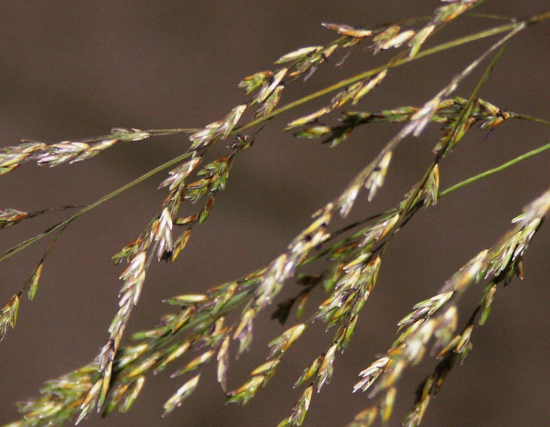 Image of Molinia caerulea specimen.