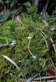 Euphrasia taurica