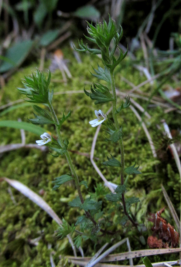 Изображение особи Euphrasia taurica.