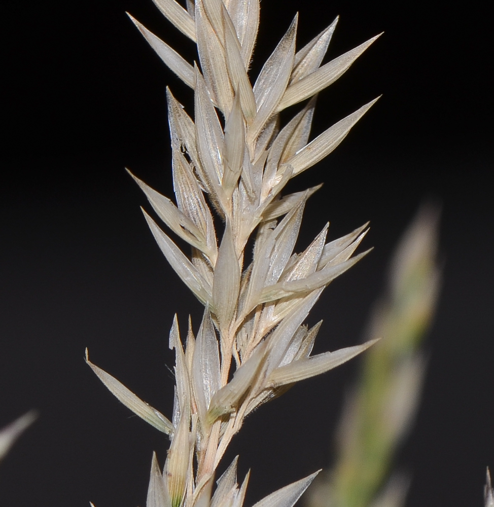 Image of Asthenatherum forskaolii specimen.
