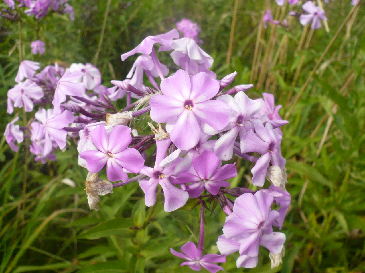 Image of Phlox paniculata specimen.