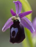 Ophrys ferrum-equinum. Цветок. Греция, Пелопоннес, окр. г. Пиргос, муниципальный парк. 01.04.2015.