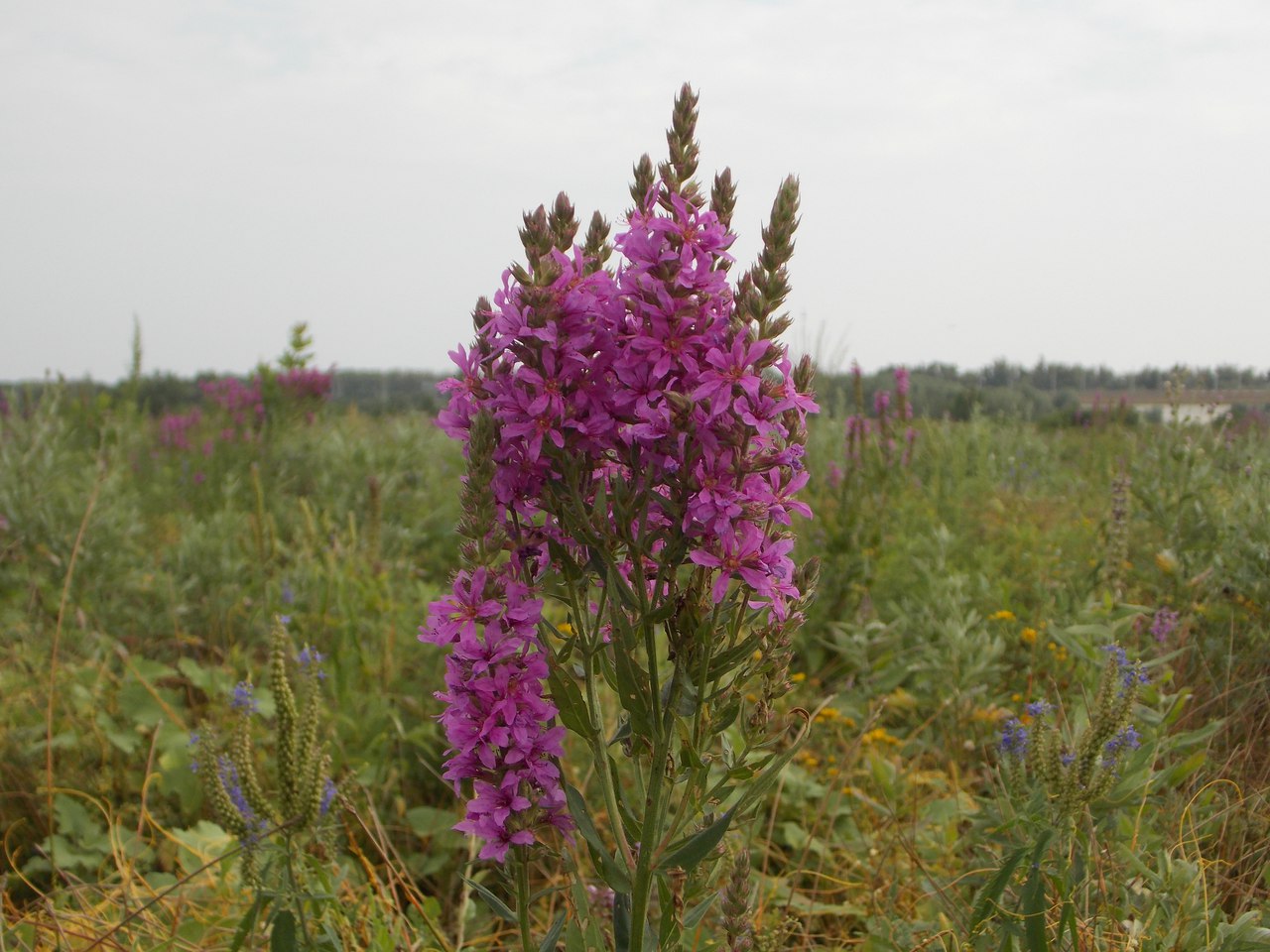 Изображение особи Lythrum salicaria.