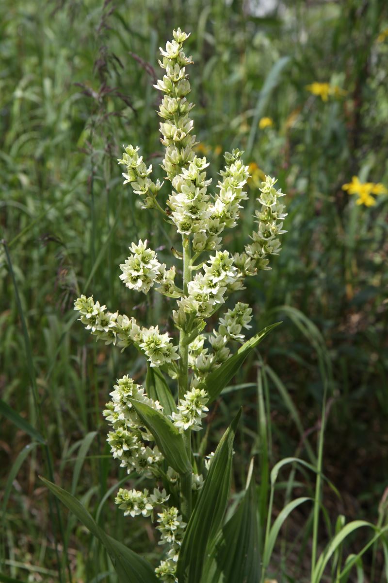 Изображение особи Veratrum lobelianum.