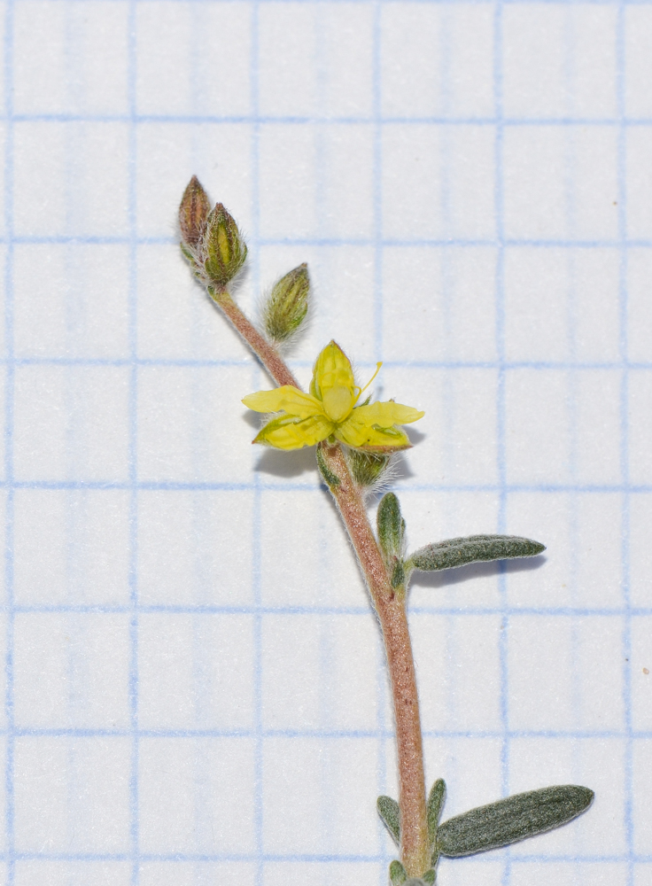 Image of Helianthemum lippii specimen.