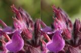 Teucrium nuchense