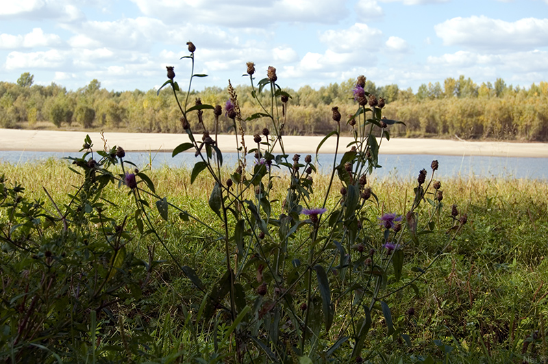 Изображение особи Centaurea jacea.