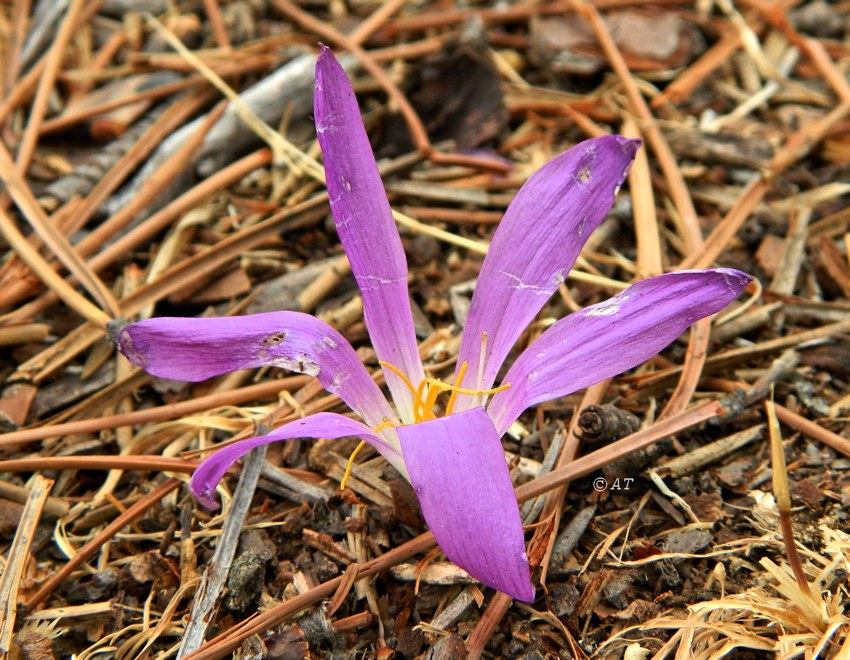 Image of Merendera montana specimen.