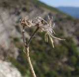 Malva setigera. Верхушка побега с остатками плодов. Краснодарский край, м/о г. Геленджик, хребет Маркотх, юго-западный склон горы, скальное обнажение. 15.10.2016.