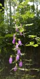 Campanula rapunculoides