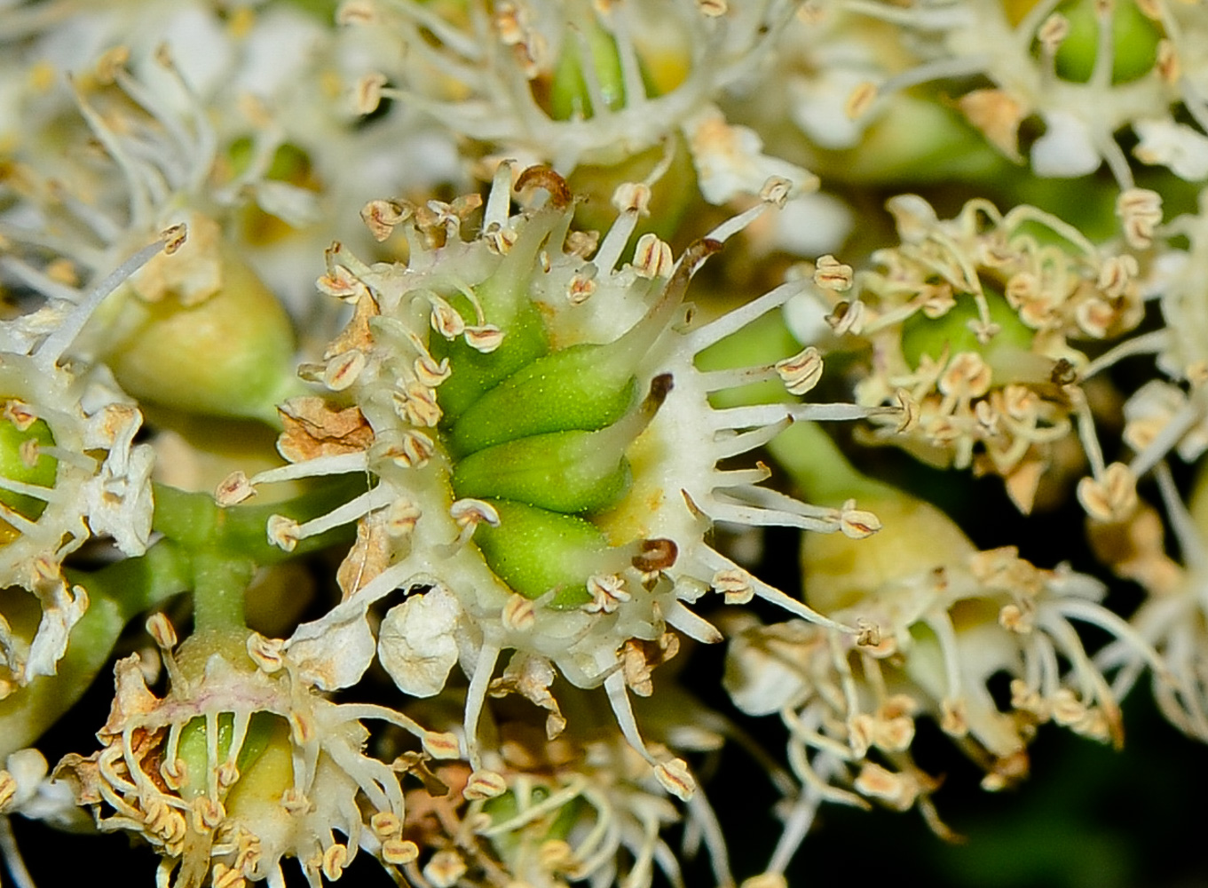 Изображение особи Lauro-cerasus lyonii.