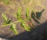 Asplenium adiantum-nigrum